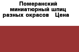 Померанский миниатюрный шпиц разных окрасов › Цена ­ 16 000 - Алтайский край, Баевский р-н, Верх-Пайва с. Животные и растения » Собаки   
